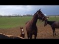 Foal greeting others for the first time