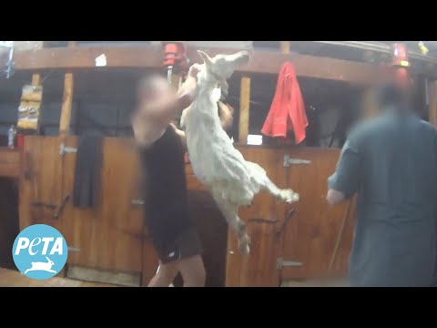 New Zealand ZQ Wool Investigation Workers Caught Punching Kicking And Killing Sheep