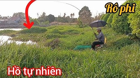 Câu Rô Phi Hồ tự nhiên , Cá ăn liên Tục | Câu cá thiên nhiên