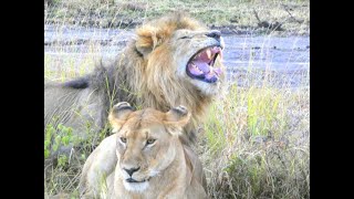 Masai Mara, Kenya ~ The Ultimate Safari Experience