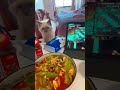 可愛い&おバカ猫集