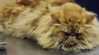 CATS How to prevent hairball in cats