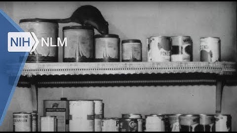 Sanitation Techniques In Rat Control (US Army, 1950)