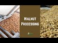 How Walnuts Are Hulled, Stored, Shelled & Pasteurized