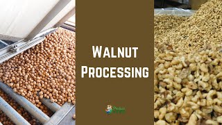 How Walnuts Are Hulled, Stored, Shelled & Pasteurized