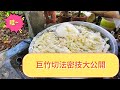 阿宏老爹 你不可不知的 巨竹切筍密技大公開 竹筍 Bamboo Shoots 阿宏老爹 你不可不知的 巨竹切筍密技大公開 竹筍 Bamboo Shoots