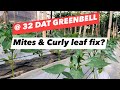 32 dat greenbell  sticking  curly leaf control update  fertilizer formula at flowering stage