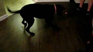 Stormy chasing the red dot .AVI