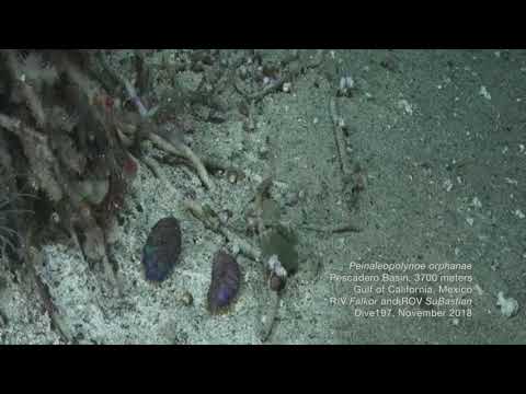 Peinaleopolynoe orphanae scaleworms at 3.7 km (Gulf of California) Schmidt Ocean Institute S0197.