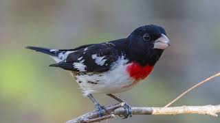 The song of the Rose-Breasted Grosbeak - Bird Sounds | 10 Hours