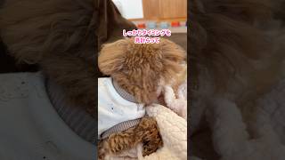 急に動いて驚かすトイプードル #shorts #元保護犬