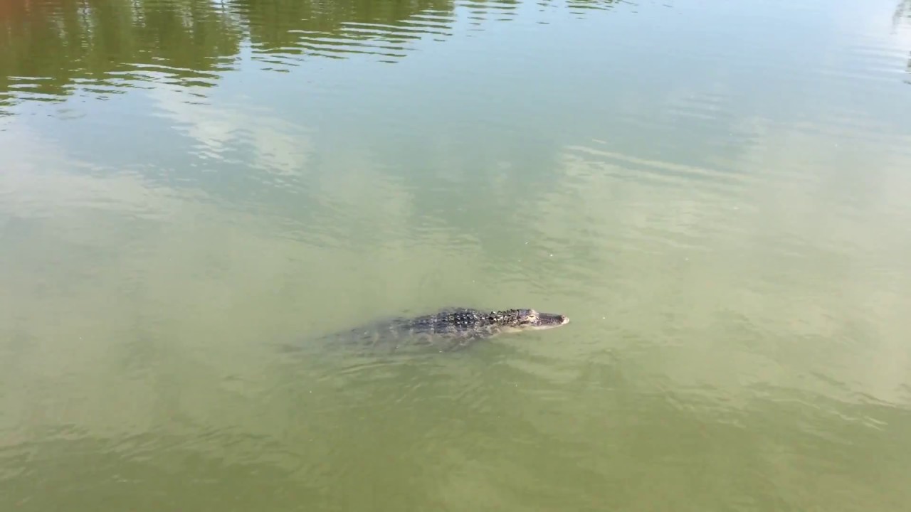 Hilton Head Alligators Youtube