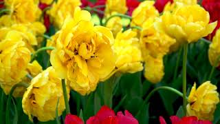 Жовтий тюльпан: Символ надії та щастя / Цікаві факти, легенди.