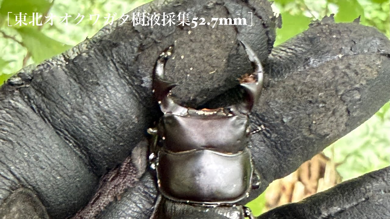 東北オオクワガタ樹液採集］2026.7.11 ♂52.7mm - YouTube