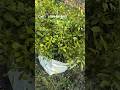 Madhu Kamini plants Available supplier #kamini All India delivery available Call 📲:-9864594457