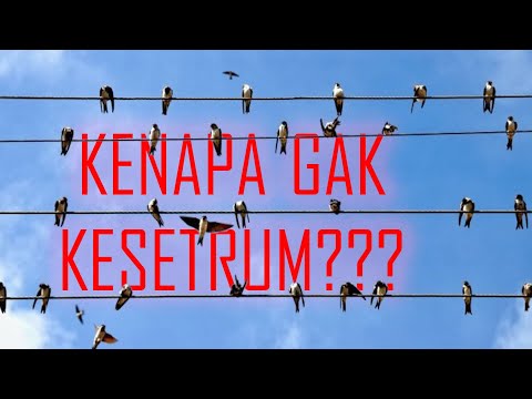 Video: Mengapa Tidak Menyetrum Burung Yang Duduk Di Kabel Tegangan Tinggi?