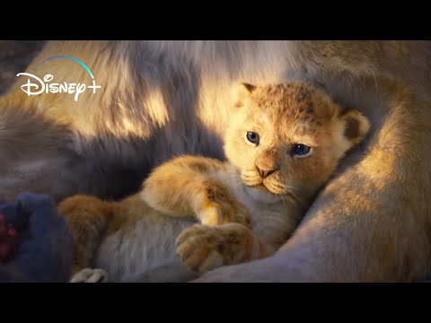 El Rey León 2019 - El Ciclo sin Fin - Opening (Español Latino)