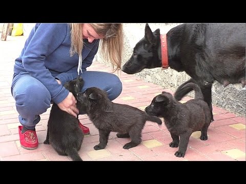 ЩЕНКИ Черной Немецкой Овчарки. Puppies black German Shepherd. Одесса.