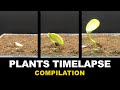 Plants time lapse compilation  rapidlapse