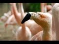 Flamingos - From Birth to Adult - SANTA BARBARA ZOO