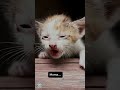 The kitten cried looking for its mother | anak kucing menangis mencari ibunya #cat #cryingcat