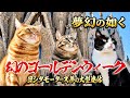 幻のゴールデンウィーク