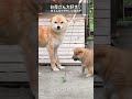 お母さん大好きな赤柴の男の子|柴犬.net ID4635 #shorts #shibainu