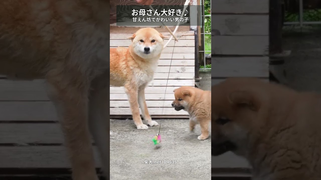 お母さん大好きな赤柴の男の子|柴犬.net ID4635 #shorts #shibainu