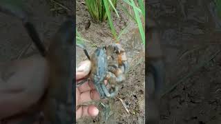 Dijepit Kepiting Sakit Juga