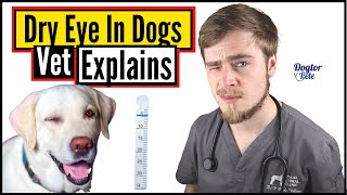 How To Save And Treat A Dog Suffering From Dry Eye? You NEED To Do This! | Vet Explains