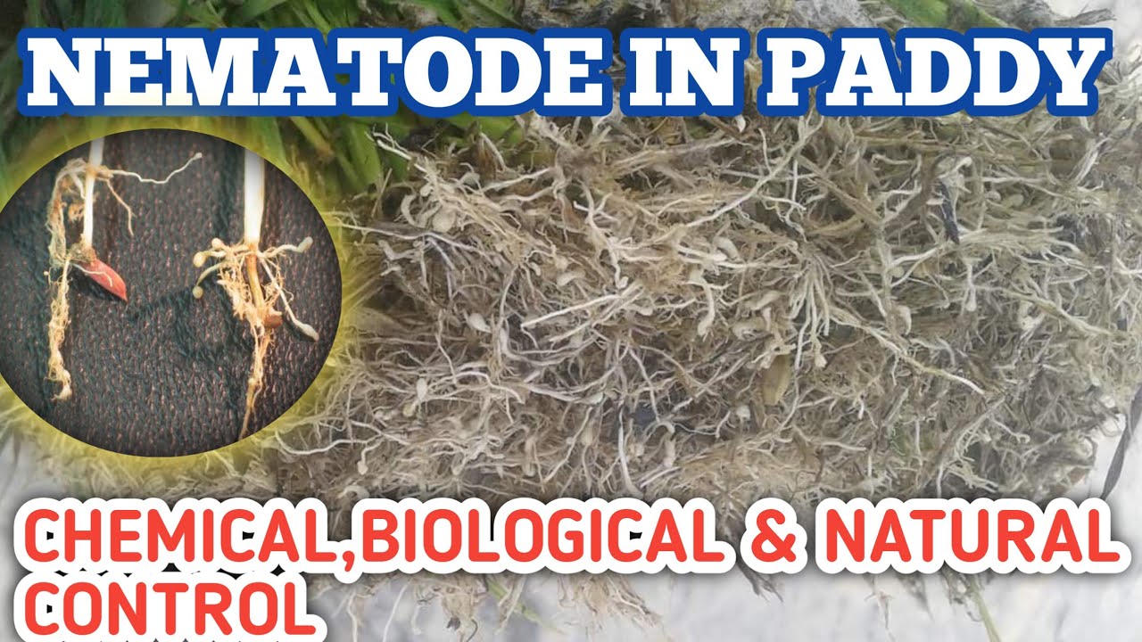 Shock Paddy Roots Paddy Root Rot Nematodes | धान जड़ गांठ सूत्रकर्मी का रासायनिक ...