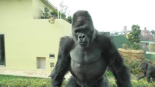 Shabani punched me many times. Higashiyama Zoo, Western Gorilla