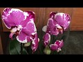 Завоз редчайших сортовых орхидей  в Экофлору 6 февраля 2020г. Цветущий Психопсис, Чёрный башмак и тп