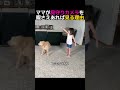 娘とレトリバーの完璧なコンビ!
