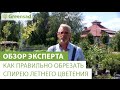 Как правильно обрезать спирею летнего цветения