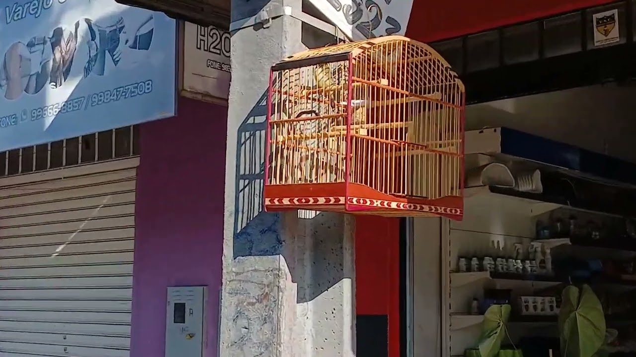 Trinca ferro Maranata e coleiro Maranata 28/02/2026 