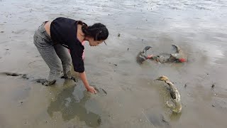 Catching Many Big Mud Crabs In Mud Beach after Water Low Tide