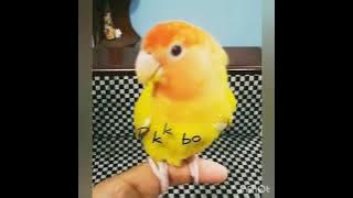 #lovebird talking❤️