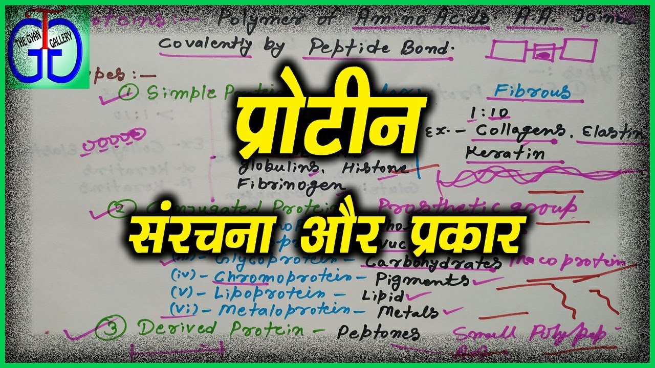 Proteins (types and structure) in Hindi YouTube