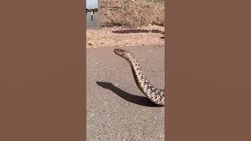mahadev status mahakal status bholenath status #mahadev #status #snake #shivshiv #treding