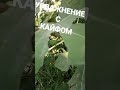 Полив инжира. Саженцы лучших сортов - на канале.