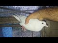 Бакинские голуби у гарика иранца
