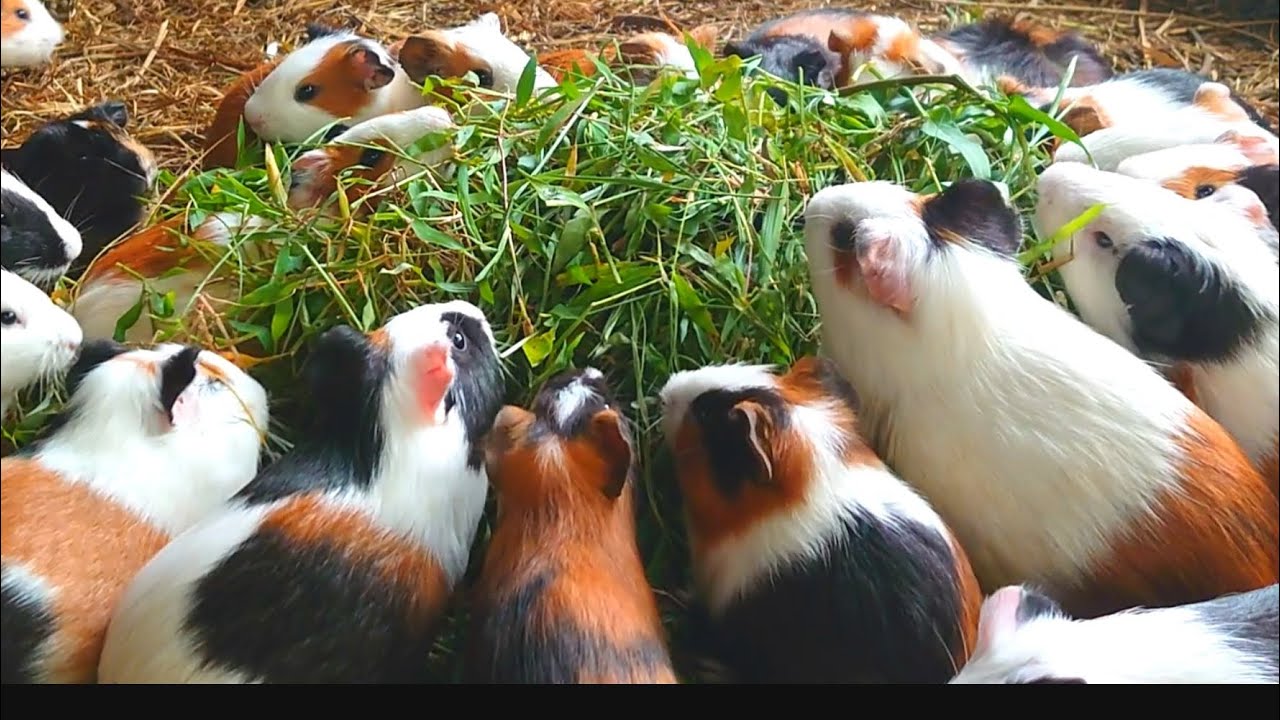 Beautiful and cute Guinea pigs eating ASMR, asmr eating mukbang videos, satisfying ASMR videos 