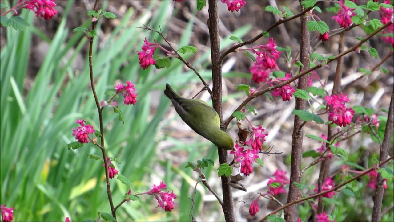 Orange crowned warbler drinks nectar from red flowering currant 