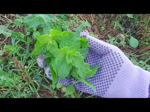 Video: Tăierea plantelor de mentă - Când și cum să tăiați menta
