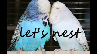 💕 🐣 Пение волнистиков для стимулирования инстинкта размножения у домашних волнистых попугаев 💕 🐣 Пение волнистиков для стимулирования инстинкта размножения у домашних волнистых попугаев