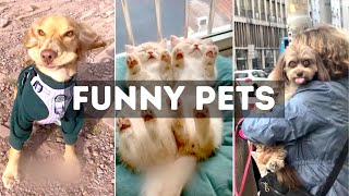Funny Cat, Dog &amp; Animal Videos | Funny Pets Compilation - 10