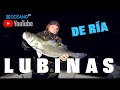 Lubinas de ra documental de autntica pesca nocturna de lubinas gigantes