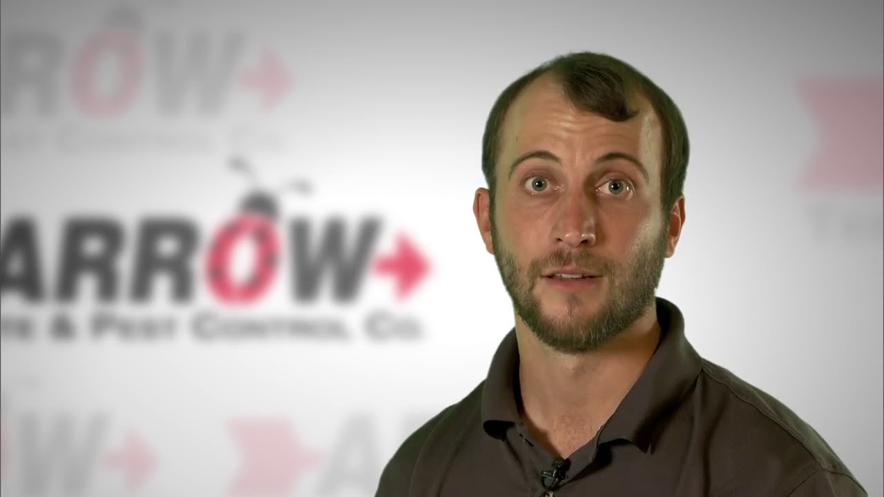 Termite Tips Arrow Pest Control YouTube