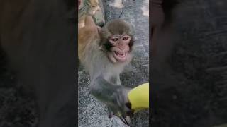 Omg! He Was So Happy! #Love #Animals #Monkey #Shorts